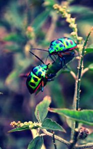 Preview wallpaper beetles, insect, grass, plant