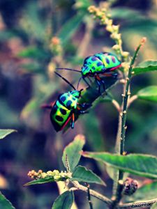 Preview wallpaper beetles, insect, grass, plant