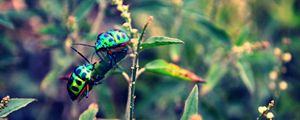 Preview wallpaper beetles, insect, grass, plant