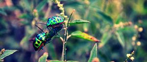 Preview wallpaper beetles, insect, grass, plant