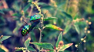 Preview wallpaper beetles, insect, grass, plant