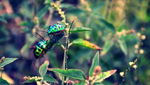 Preview wallpaper beetles, insect, grass, plant