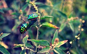 Preview wallpaper beetles, insect, grass, plant