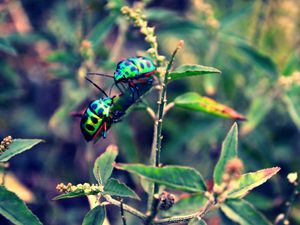 Preview wallpaper beetles, insect, grass, plant