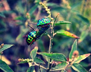 Preview wallpaper beetles, insect, grass, plant