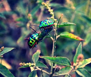 Preview wallpaper beetles, insect, grass, plant