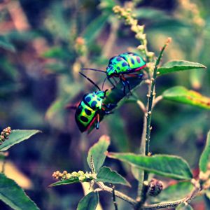 Preview wallpaper beetles, insect, grass, plant