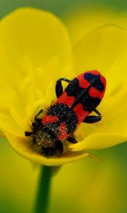 Preview wallpaper beetles, petals, flower