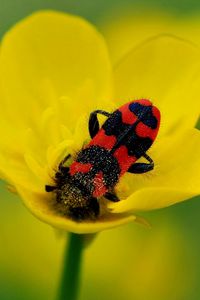 Preview wallpaper beetles, petals, flower