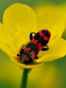 Preview wallpaper beetles, petals, flower