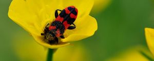 Preview wallpaper beetles, petals, flower