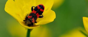 Preview wallpaper beetles, petals, flower