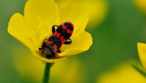 Preview wallpaper beetles, petals, flower