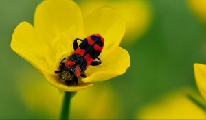 Preview wallpaper beetles, petals, flower