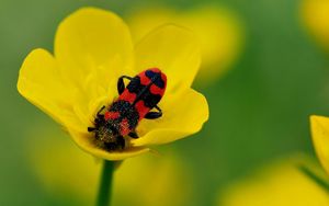 Preview wallpaper beetles, petals, flower