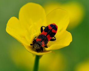 Preview wallpaper beetles, petals, flower