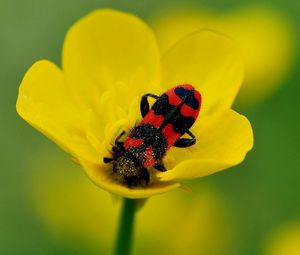 Preview wallpaper beetles, petals, flower