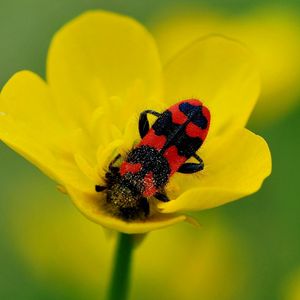 Preview wallpaper beetles, petals, flower