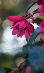 Preview wallpaper begonia, flower, pink, macro, closeup