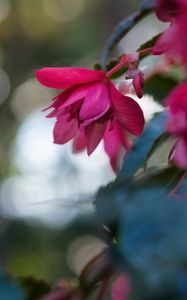 Preview wallpaper begonia, flower, pink, macro, closeup