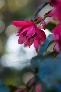 Preview wallpaper begonia, flower, pink, macro, closeup