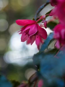 Preview wallpaper begonia, flower, pink, macro, closeup