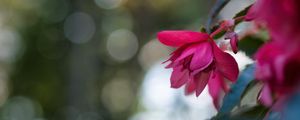 Preview wallpaper begonia, flower, pink, macro, closeup