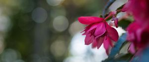 Preview wallpaper begonia, flower, pink, macro, closeup