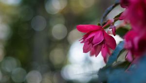 Preview wallpaper begonia, flower, pink, macro, closeup