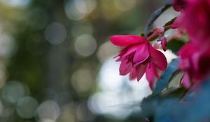 Preview wallpaper begonia, flower, pink, macro, closeup