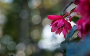 Preview wallpaper begonia, flower, pink, macro, closeup