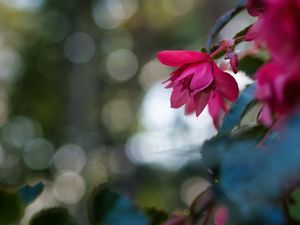 Preview wallpaper begonia, flower, pink, macro, closeup