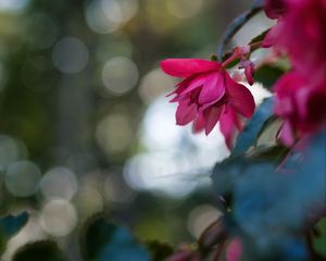 Preview wallpaper begonia, flower, pink, macro, closeup