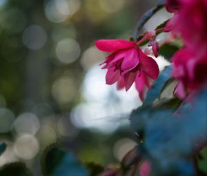 Preview wallpaper begonia, flower, pink, macro, closeup