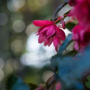 Preview wallpaper begonia, flower, pink, macro, closeup