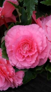 Preview wallpaper begonia, flower, pink, green, close-up