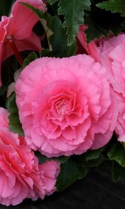 Preview wallpaper begonia, flower, pink, green, close-up
