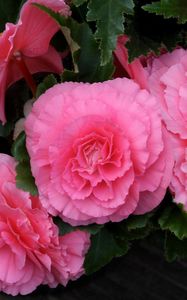 Preview wallpaper begonia, flower, pink, green, close-up