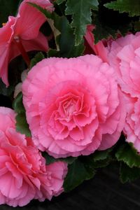 Preview wallpaper begonia, flower, pink, green, close-up