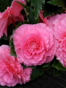 Preview wallpaper begonia, flower, pink, green, close-up