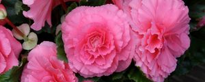 Preview wallpaper begonia, flower, pink, green, close-up