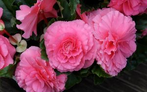 Preview wallpaper begonia, flower, pink, green, close-up