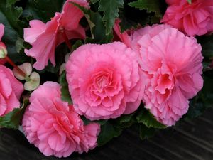 Preview wallpaper begonia, flower, pink, green, close-up