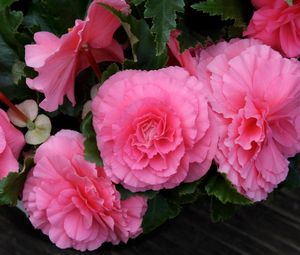 Preview wallpaper begonia, flower, pink, green, close-up