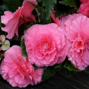 Preview wallpaper begonia, flower, pink, green, close-up