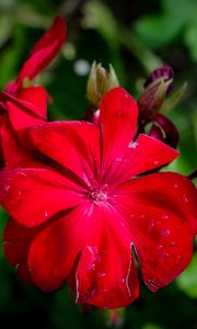 Preview wallpaper begonia, flower, red, drops, macro