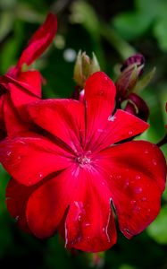 Preview wallpaper begonia, flower, red, drops, macro