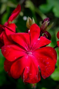 Preview wallpaper begonia, flower, red, drops, macro