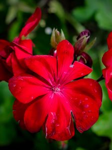 Preview wallpaper begonia, flower, red, drops, macro