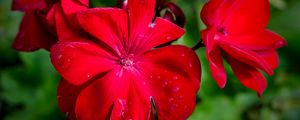 Preview wallpaper begonia, flower, red, drops, macro